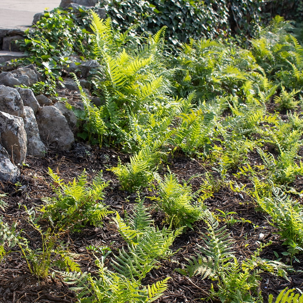 Altman Plants 1Gal Southern Wood Fern Live Plant