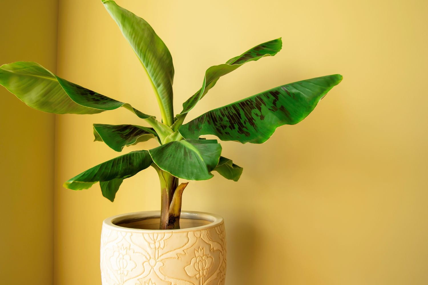 ⭐ GARDENERA Banana Tree Potting Mix - 5 QUART - Expertly Crafted Formula to Create an Ideal Growing Environment for Your Banana Trees - Experience the Difference in Yield and Flavor