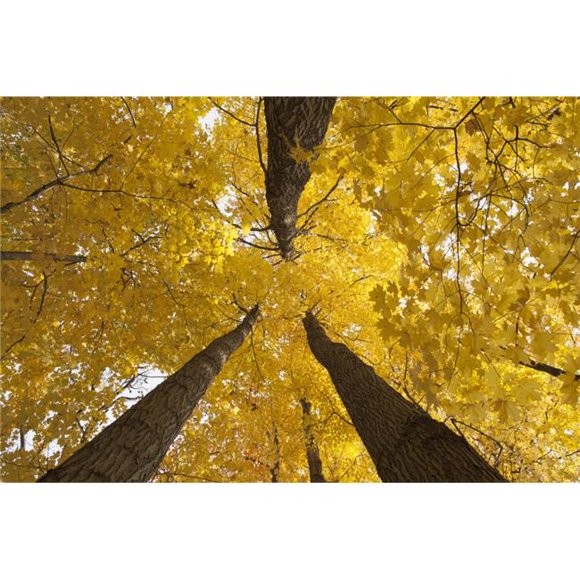 Posterazzi DPI12290367 Low Angle View of Golden Leaves On A Tree in Autumn - Brampton Ontario Canada Poster Print by Ron Bouwhuis, 19 x 12