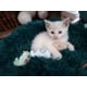 thumbnail image 4 of Juguete para gatos, juguete de hierba gatera para gatos, juguete de peluche con hierba gatera, juego de juguetes con hierba gatera para gatos de interior (7 juguetes para gatos), 4 of 5