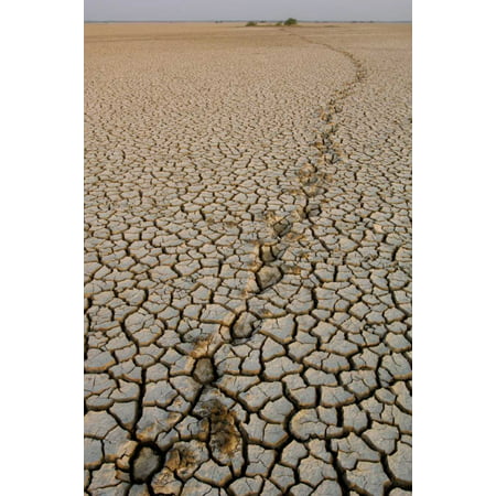 Indian Wild Ass tracks across dry cracked mud Rann of Kutch Gujarat India Poster Print by Pete