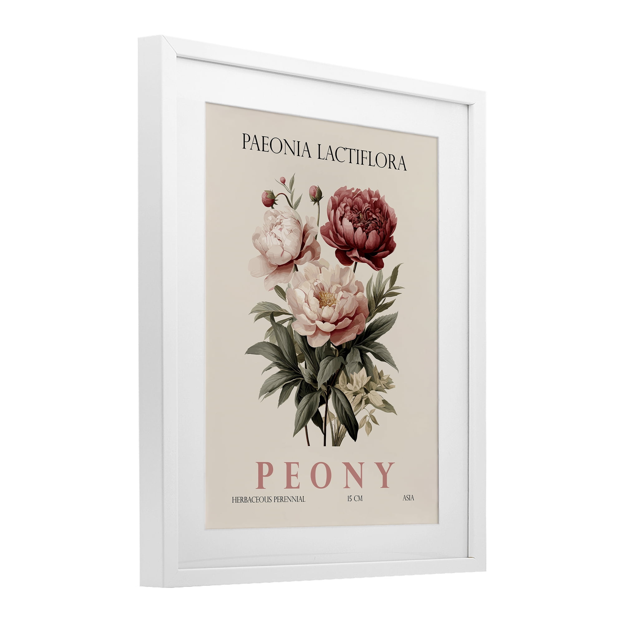 Stupell Industries Natural Peony Bundle White Framed Print Under Glass, design by Christopher Giampietro