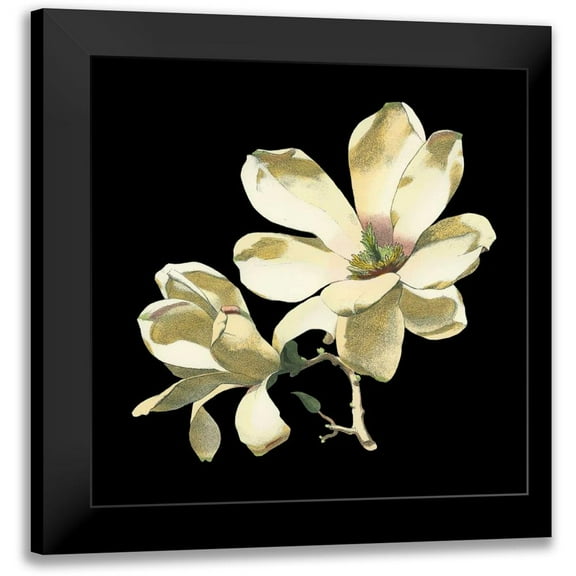 Chabal Dussurgey 12x12 Black Modern Framed Museum Art Print Titled - Midnight Magnolias I