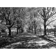thumbnail image 2 of Gulin, Sylvia 24x19 Black Ornate Wood Framed with Double Matting Museum Art Print Titled - USA-Washington State-North Bend black and White maple tree lined driveway, 2 of 4
