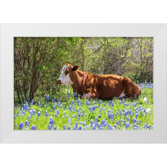 Wilson, Emily M. 14x11 White Modern Wood Framed Museum Art Print Titled - Johnson City-Texas-USA-Cow in bluebonnet wildflowers in the Texas Hill Country