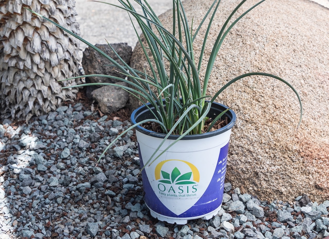 Altman Plants Red Yucca (Hesperaloe) | 3 gal. Grow Pot; Partial Sun to Full Shade | Perennial Plant