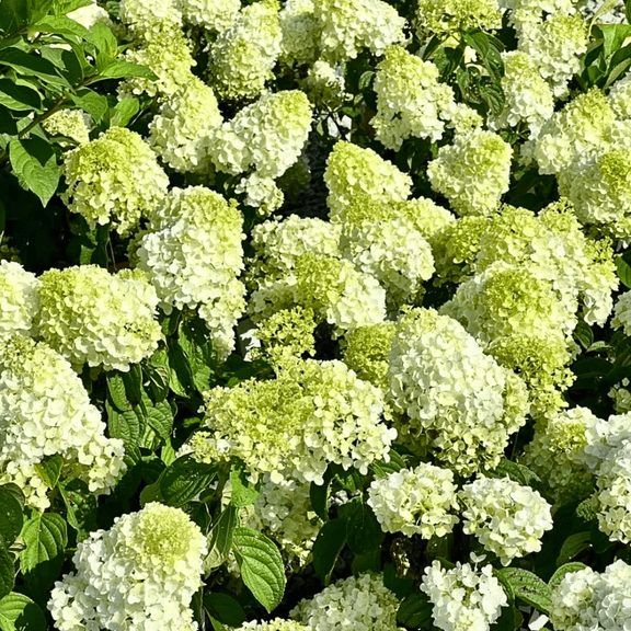 Dwarf Limelight Hydrangea Plant, Dormant Tree, 8 to 10 Inches Tall in Quart Pot for Outdoor Garden
