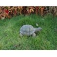 thumbnail image 2 of Tortue 10 Pouces, 2 of 3