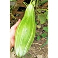 thumbnail image 2 of TomorrowSeeds - Banana Cantaloupe Seeds - 150+ Count - For 2025 Planting Cucumis Melo Heirloom, 2 of 11