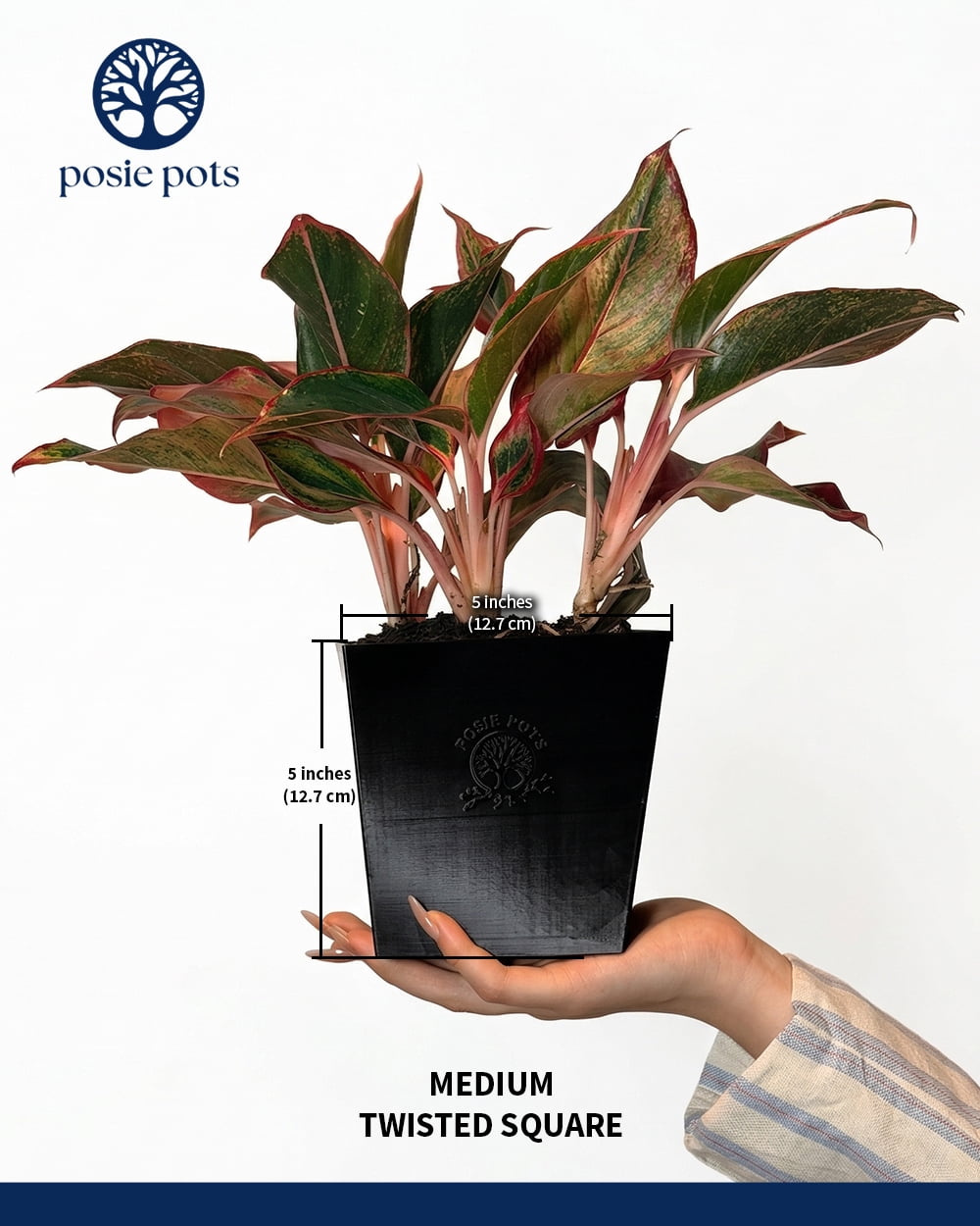 Posie Pot 5 inch Medium Black Twisted Square Self Watering Planter