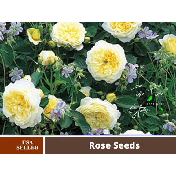 30 Rare Seeds| Yellow The Pilgrim Rose Bush Flower Seeds#1120 | Seeds, Herbal Seeds, Flower Seeds, No GMO , Mixed Seed, Chinese Seeds