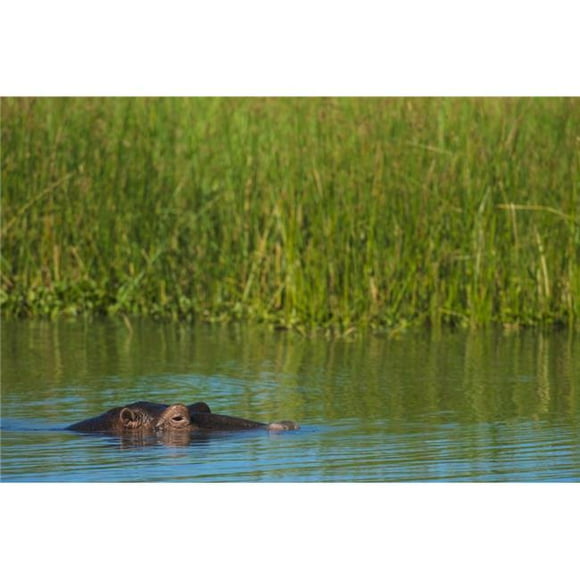 Posterazzi DPI12268437 Hippo Hippopotamus Amphibius Peeking Out From The Shire River Liwonde National Park - Malawi Poster Print - 19 x 12 in.