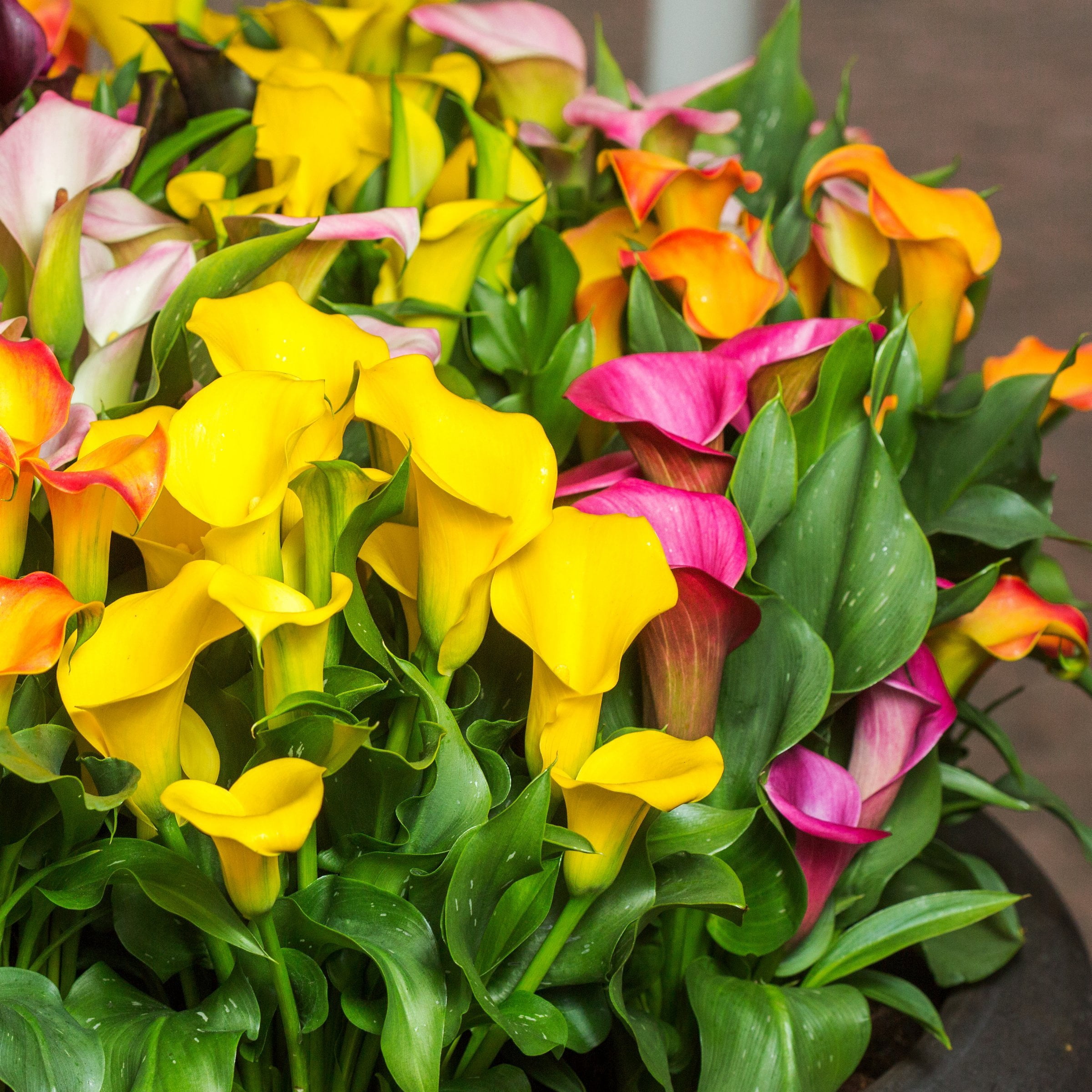 National Plant Network Calla Lily Mixed Bulbs (3-Pack)