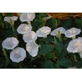 thumbnail image 3 of CZ Grain 50 Moonflower Seeds, Exotic Night Blooming, 3 of 3