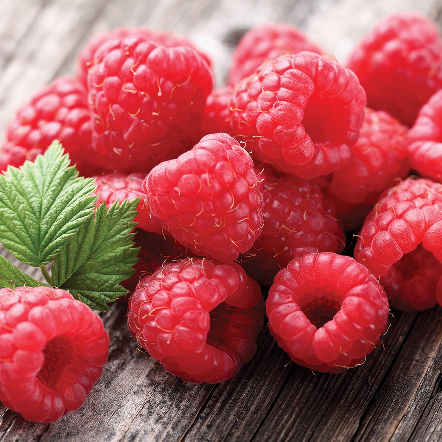 Van Zyverden Raspberry Latham Red Set of 1 Plant White Full Sun Pollinator 2 lbs