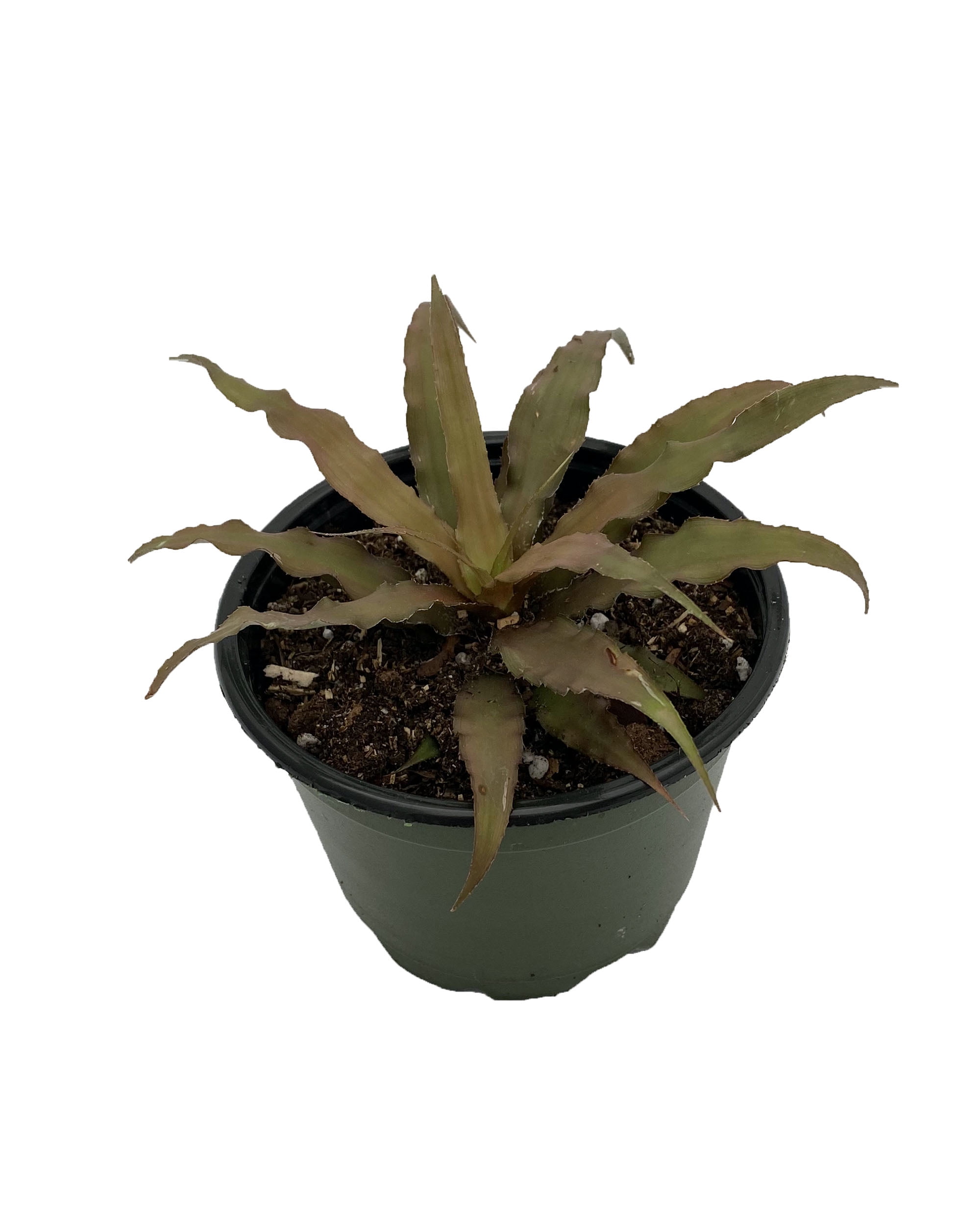 Blackberry Earth Star Plant Cryptanthus Easy to Grow 4" Pot