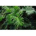 thumbnail image 5 of Gardenera Labs Split Leaf Philodendron Potting Soil - Enhances Aeration and Drainage for Thriving Foliage - 3 Quart, 5 of 6