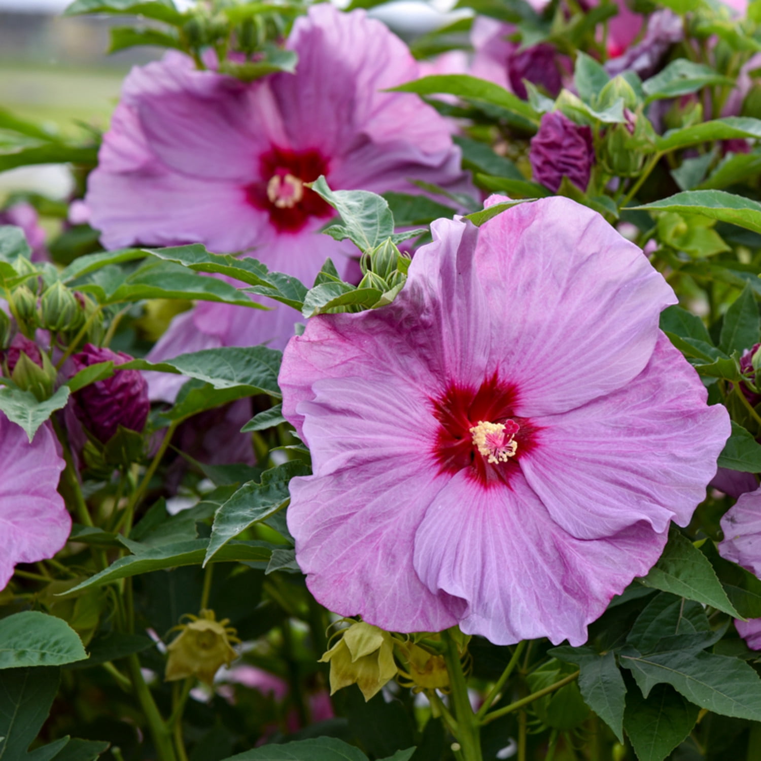Proven Winners 18" Purple Summerific 'Lilac Crush' Rose Mallow Live Plant in 8.88" Pot