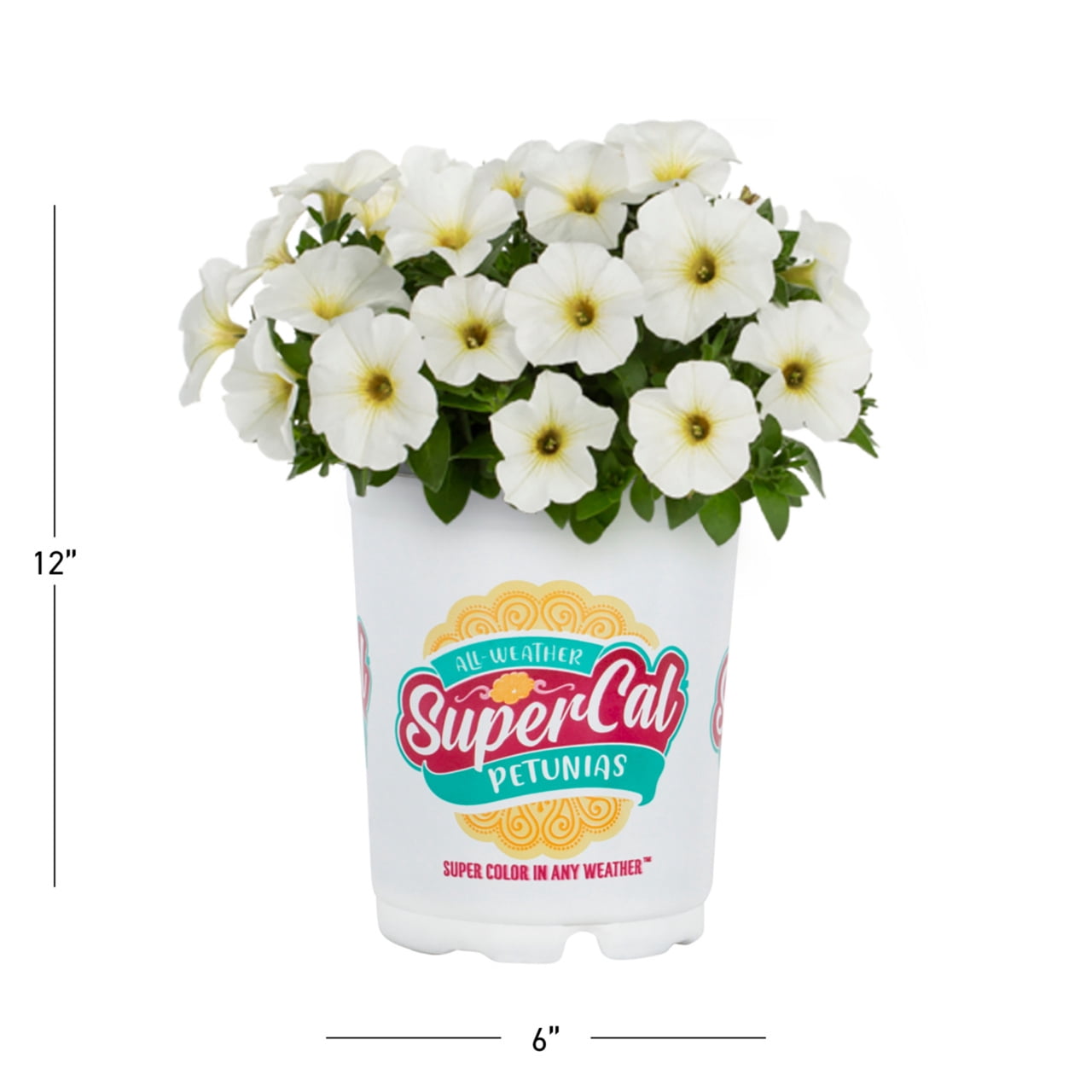 SuperCal 1.5PT White Petchoa Live Annual Plant Sun 5-Pack