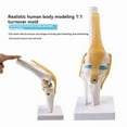 thumbnail image 4 of Anatomical Medical Knee Joint with Ligaments Model,Life Size,Orthopedic Teaching Demonstration, 4 of 8