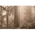 thumbnail image 2 of Svibilsky, Igor 32x23 Black Ornate Wood Framed with Double Matting Museum Art Print Titled - Enchanted Forest II, 2 of 4