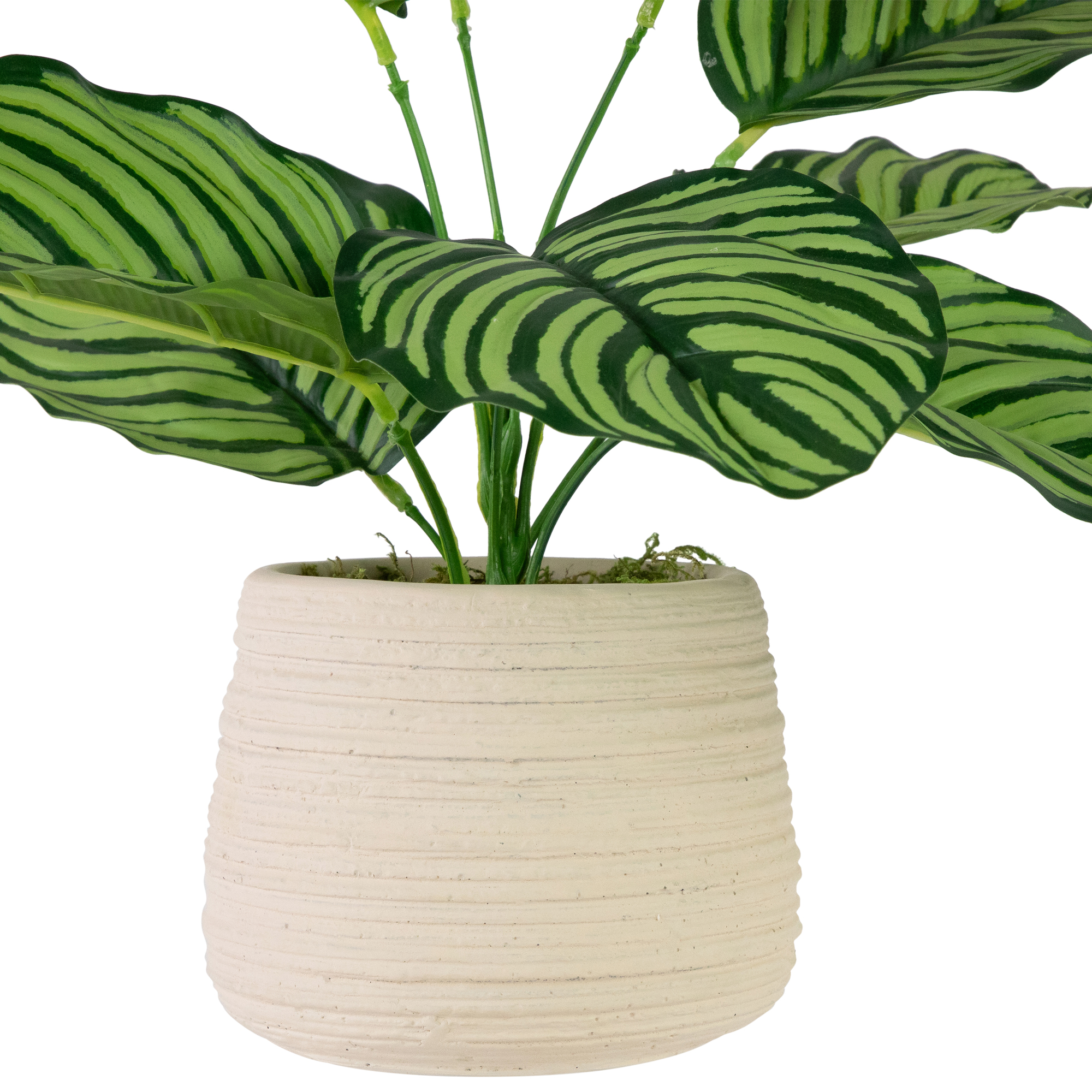 Northlight 13" Artificial Prayer Plant in Beige Ceramic Pot