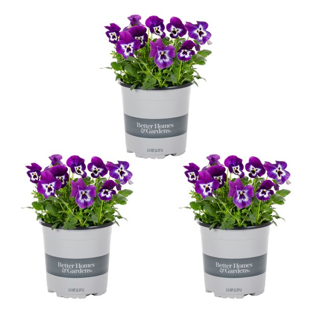 Better Homes & Gardens 2.5 Quart Bicolor Purple and White Pansy Annual Live Plants (3 Count