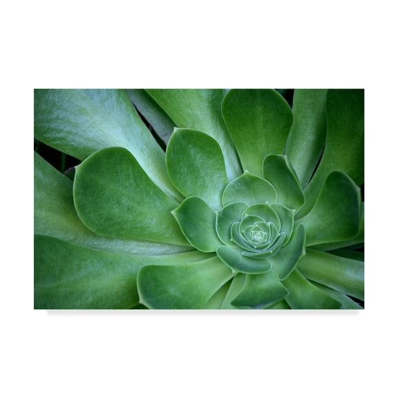 Trademark Fine Art 'Succulent Up Close' Canvas Art by American School