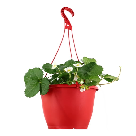 Expert Gardener 15" Red Strawberry Live Plants in 7" Hanging Basket Full Sun