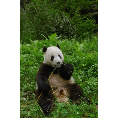 Giant Panda sitting in vegetation eating bamboo Wolong Nature Reserve China Poster Print by Pete