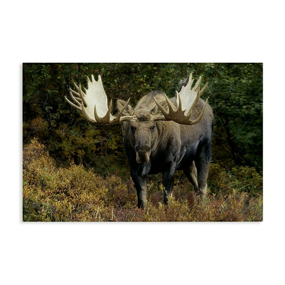 Stupell Industries Bull Moose Face Off Animals Photography Wrapped Canvas Art Print Wall Art, 24 x 16