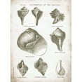 thumbnail image 2 of Babbitt, Gwendolyn 19x24 White Modern Wood Framed Museum Art Print Titled - Vintage Shells II, 2 of 4