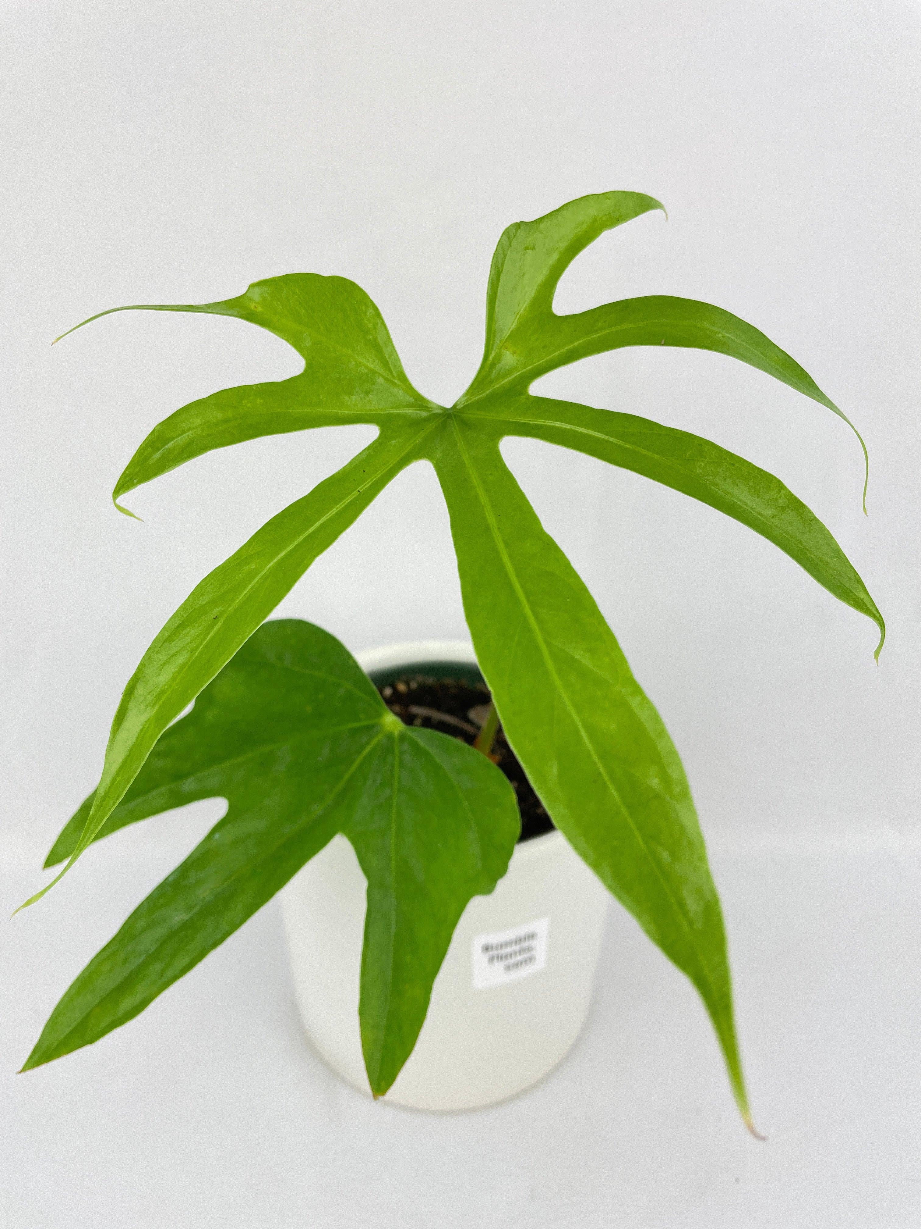 Bumble Plants Anthurium Pedatoradiatum - Full Live Colorful Houseplant in Nursery Pot, Easy Care, Indoor Plant for Beginners