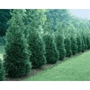 10 Arborvitae Green Giant Thuja Plicata 2.5 inch pot 4-12 inches Tall (One plant Per pot)