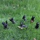 thumbnail image 3 of Juego de gato negro luminoso para decoración de Halloween, 6 piezas de figuras de gato de resina para decoración de jardín y patio, 3 of 5