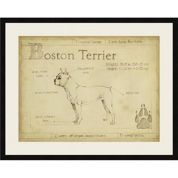 Somerset House Publishing 6502 Antique Boston Terrier, Framed Fine Art Print with Glass
