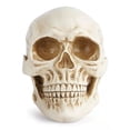 thumbnail image 1 of Modelo de cráneo humano de tamaño natural 1:1 - Modelo de réplica de cráneo humano realista de Halloween - Accesorios de decoración de cabeza de cráneo humano de resina, 1 of 5