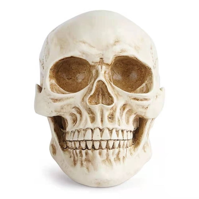 Modelo de cráneo humano de tamaño natural 1:1 - Modelo de réplica de cráneo humano realista de Halloween - Accesorios de decoración de cabeza de cráneo humano de resina