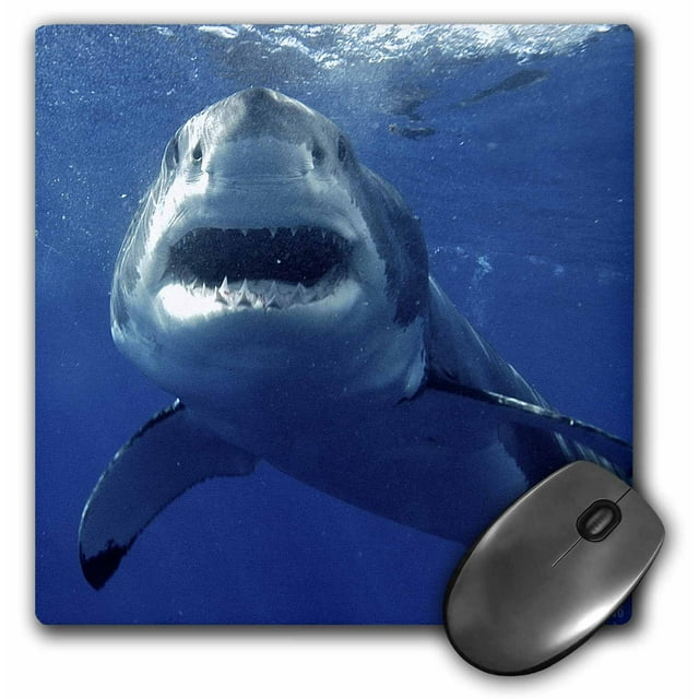 3dRose Great White Shark - Mouse Pad, 8 by 8-inch (mp_10584_1)