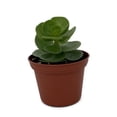 thumbnail image 3 of Ihi Hawaiian Jade Plant - Portulaca molokiniensis - 2.5" Pot - Easy Succulent, 3 of 4