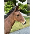 thumbnail image 2 of Standing Horse (Hi-Line Exclusive), 2 of 6