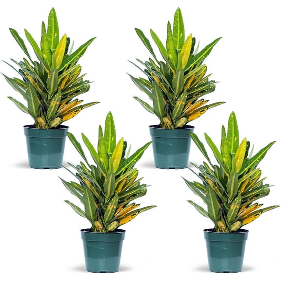 4 Pack Live Croton Sunny Star, Indoor Potted Houseplant, Birthday Gift, Sympathy Gift, Housewarming Gift, Plant Lover Gift, Air Purifying Plant in 4" Pot