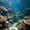 123#Black, variant on Glow In Dark Artificial Lionfish, Soft Silica Gel Material, Suction Cup Mount Design, Non Heated Luminescent Effect, Lifelike Aquatic Decor for Fish Tank, Aquarium Underwater Landscaping