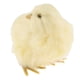 thumbnail image 2 of Simulación De Peluche De Pollo Relleno shamjiam Figura Animal 9x7x7cm, 2 of 7