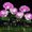 Purple, variant on Uklsqma Solar Garden Stake Lights with Color Changing LEDs | Wireless Hydrangea Flower Design for Fence Yard & Flowerbed Decor | 1-Pack