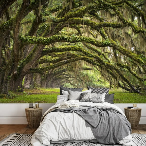 wall26 - Oaks Avenue Charleston Sc Plantation Live Oak Trees Forest Landscape in Ace Basin South Carolina Lowcountry - Removable Wall Mural | Self-Adhesive Large Wallpaper - 100x144 inches