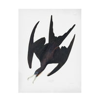 Trademark Fine Art Pictufy Frigate Pelican From Birds of America 1827 Canvas Wall Art