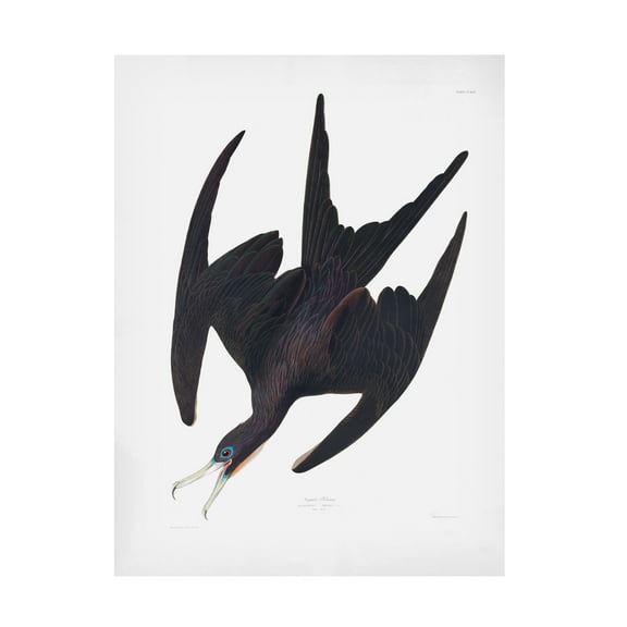 Trademark Fine Art Pictufy Frigate Pelican From Birds of America 1827 Canvas Wall Art