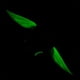 thumbnail image 2 of Señuelo Pesca Luminoso Anzuelos Calamar Anzuelo Artificial Cebos Jigging () Púrpura, 2 of 4