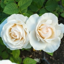 Easy Spirit Dormant Bare Root Floribunda Rose, Includes one dormant plant per order